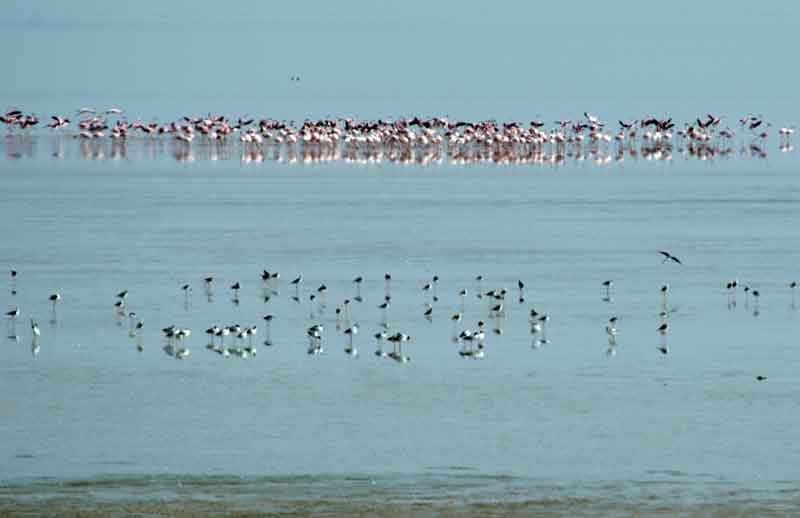 267 - Namibia - Flamencos - parque nacional de Etosha